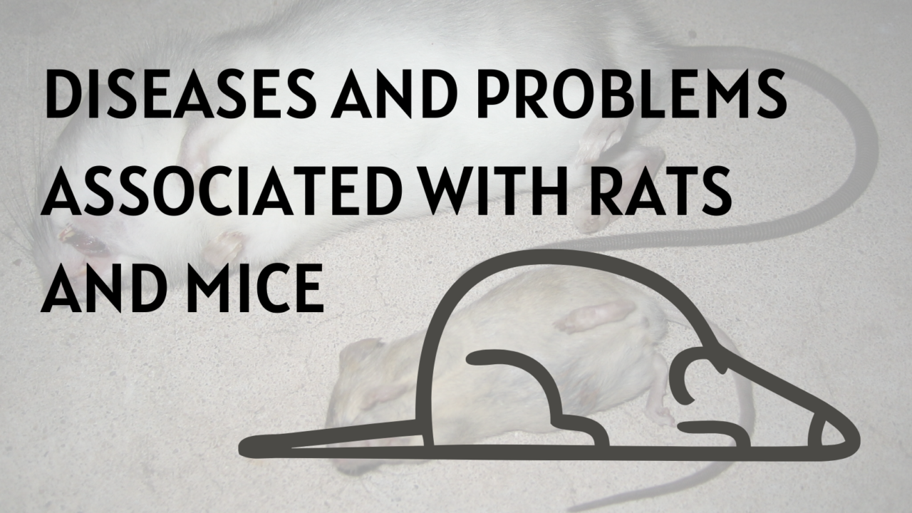 Different Diseases and Problems Associated with Rat and Mice
