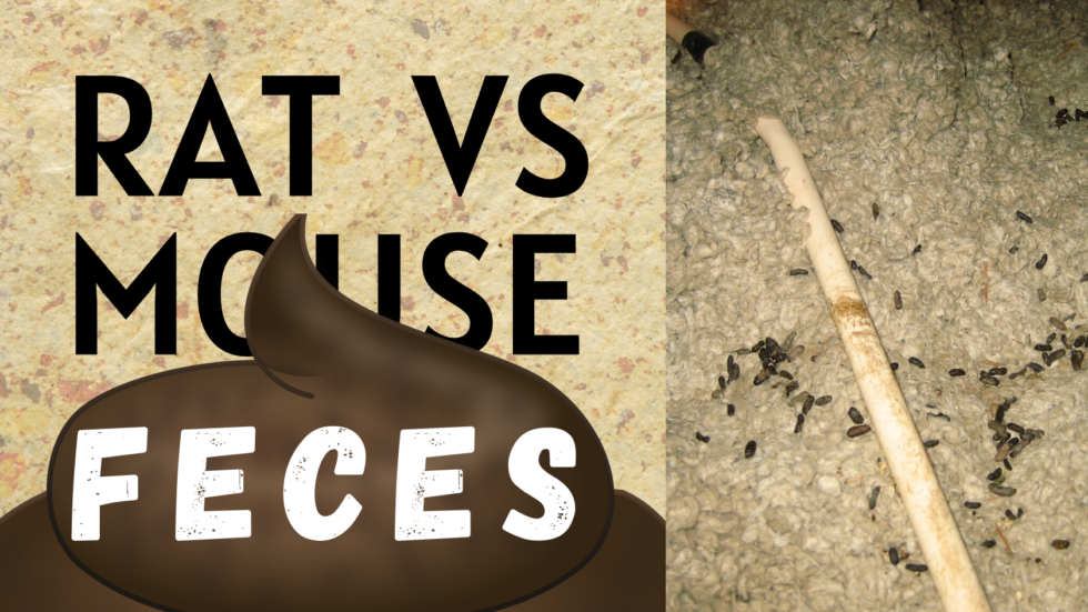 Rat vs. Mouse Feces Rat vs Mouse