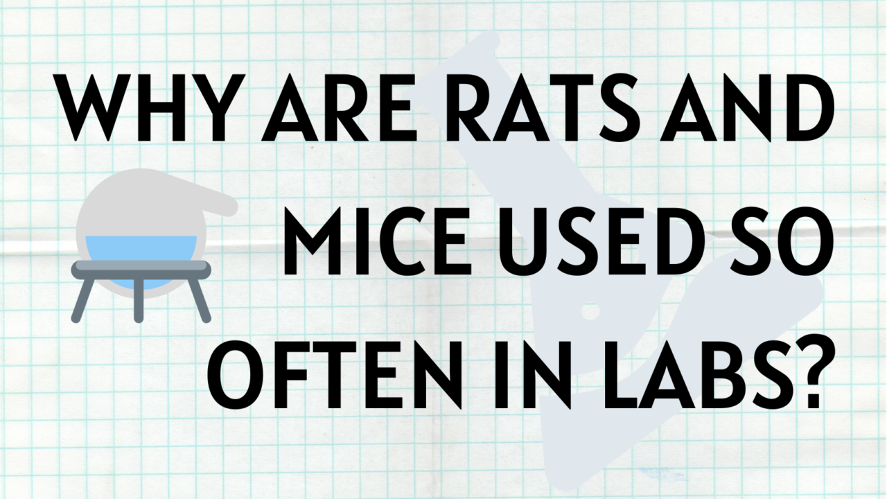 Why Are Rats and Mice Used so Often in Labs? Rat vs Mouse