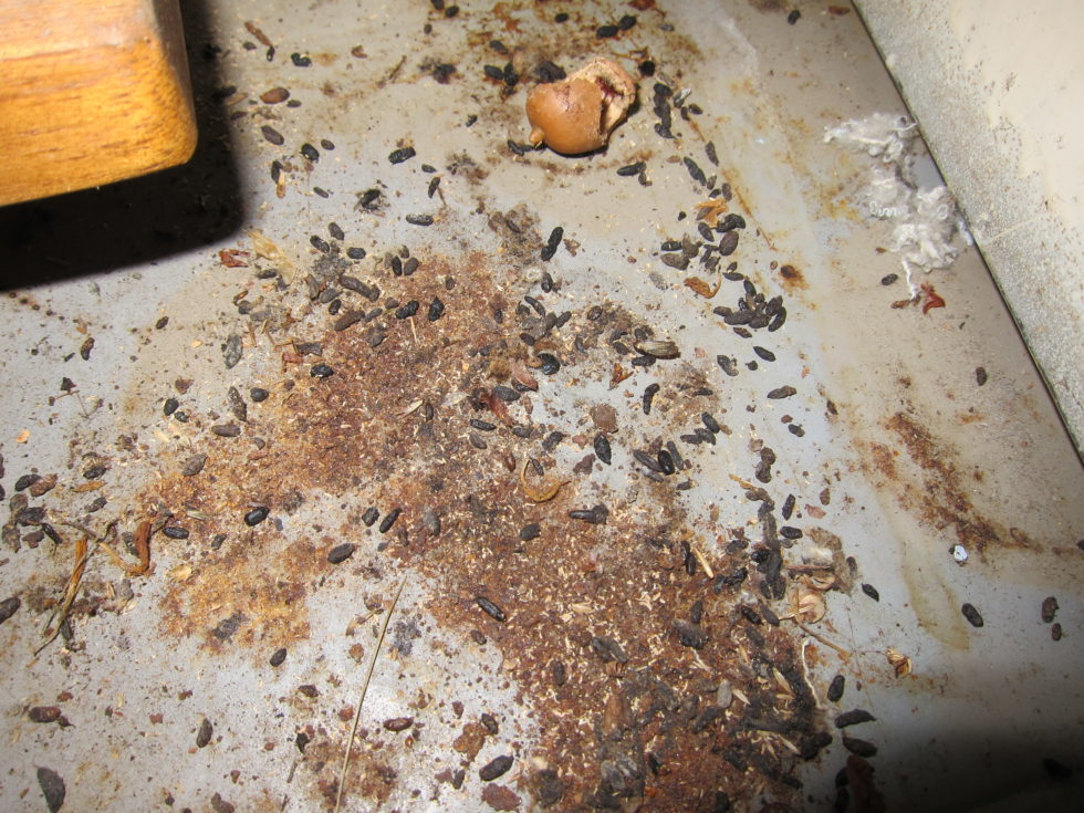 Rat vs. Mouse Feces Rat vs Mouse