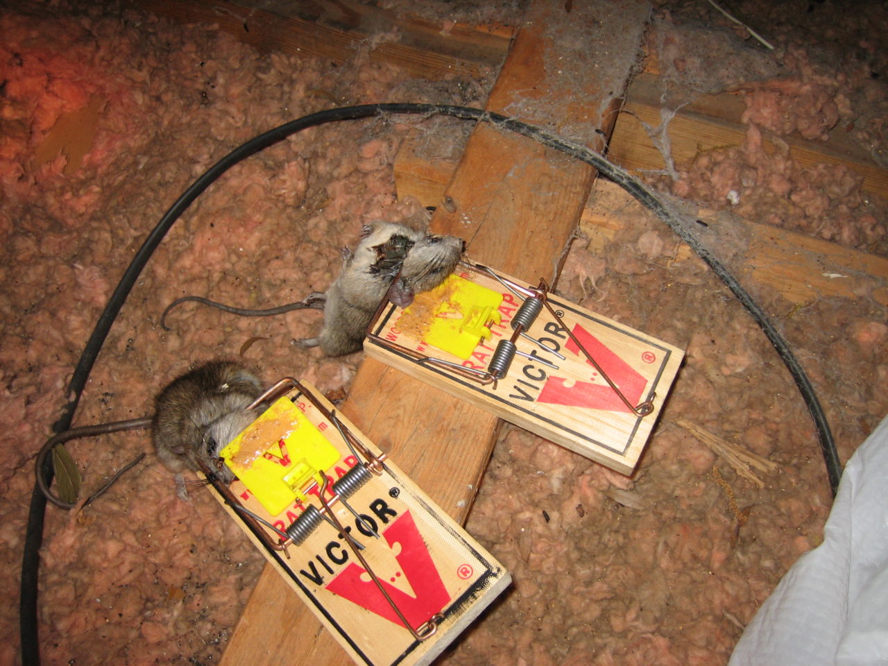 Trapping Rats and Mice in Your Home | Rat vs Mouse