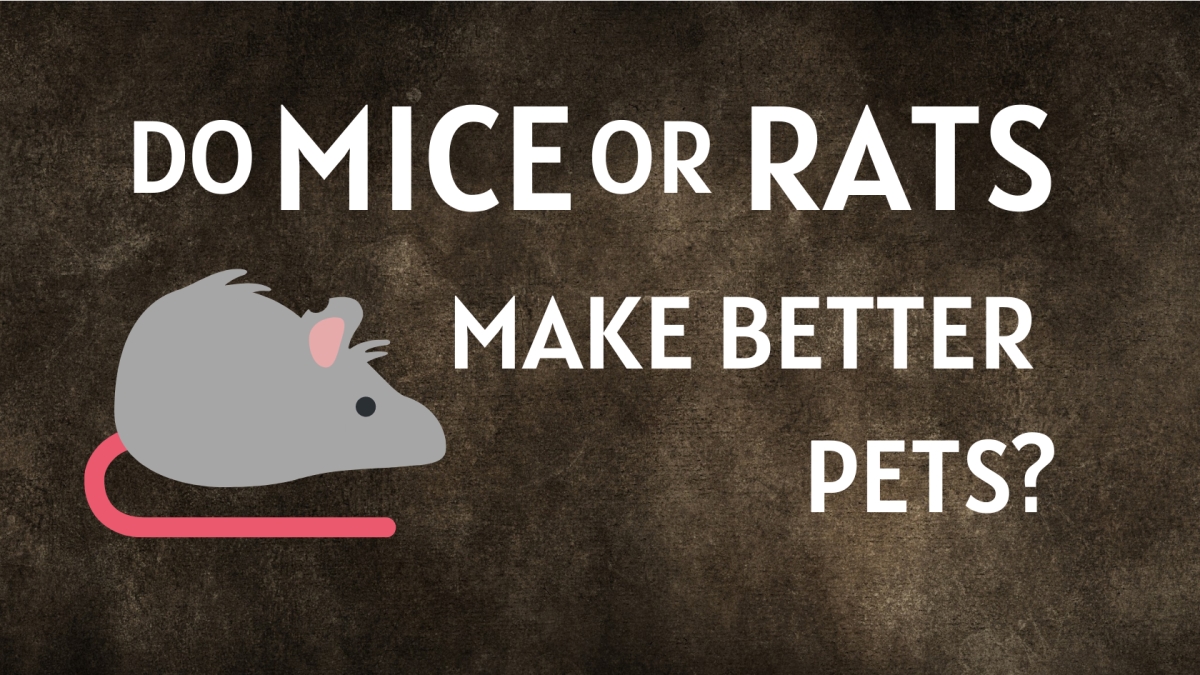 Optimized-1680x945 - Do Mice or Rats Make Better Pets_ Do Mice or Rats Make Better Pets?