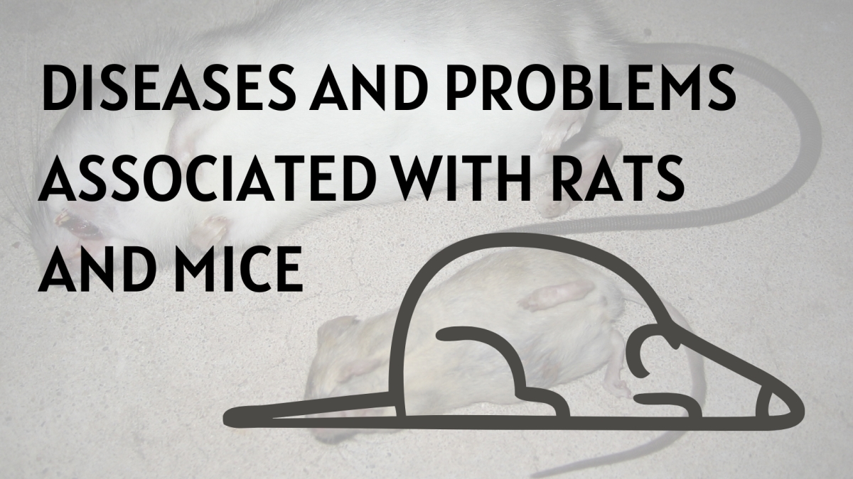 Optimized-Diseases and Problems Associated with Rats and Mice Diseases and Problems Associated with Rats and Mice