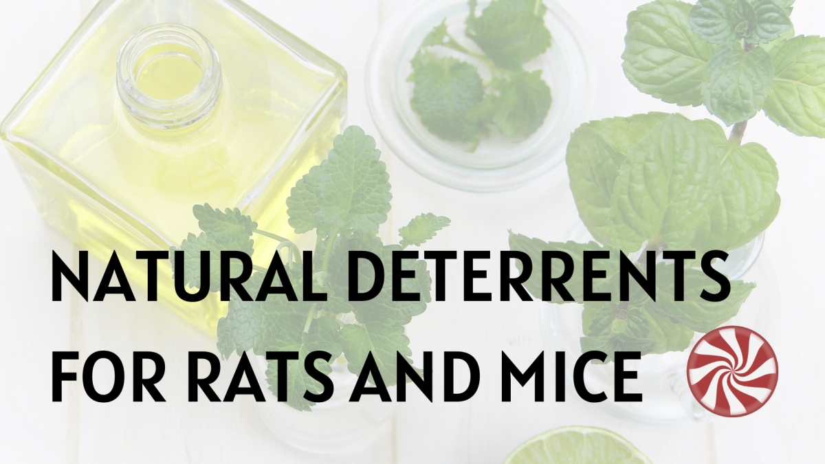 Optimized-Natural Deterrents for Rats and Mice Natural Deterrents for Rats and Mice