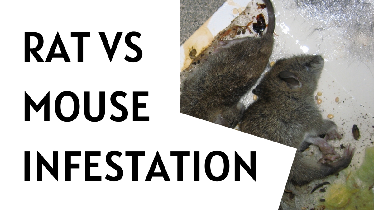 Optimized-Rat vs Mouse Infestation (1) Rat vs Mouse Infestation
