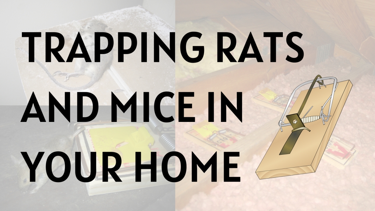 Optimized-Trapping Rats and Mice in Your Home