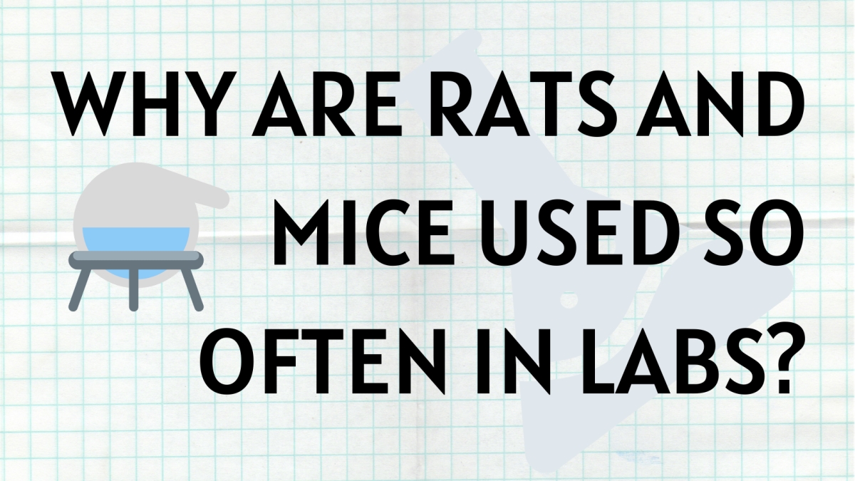 Optimized-Why are rats and mice used so often in labs_